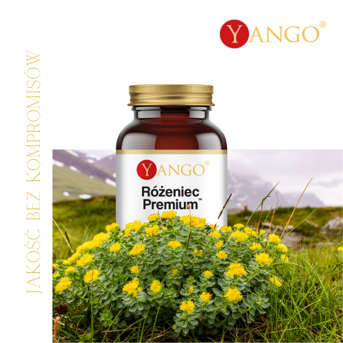 Różeniec premium Yango.png