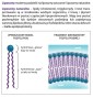 Liposol Liposomalna Witamina C 250ml pomarańczowy smak Aliness-3.jpg