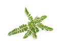 Wyciąg Chanca Piedra 50ml Organis-.jpg