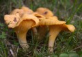 Wyciąg KURKI pieprzyk jadalny 50ml Organis-.jpg