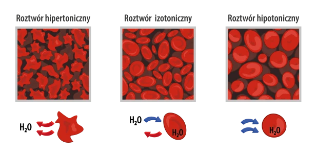 Izotonik Orange+aminokwasy 840g 50porcji ALLHydrate-3.png