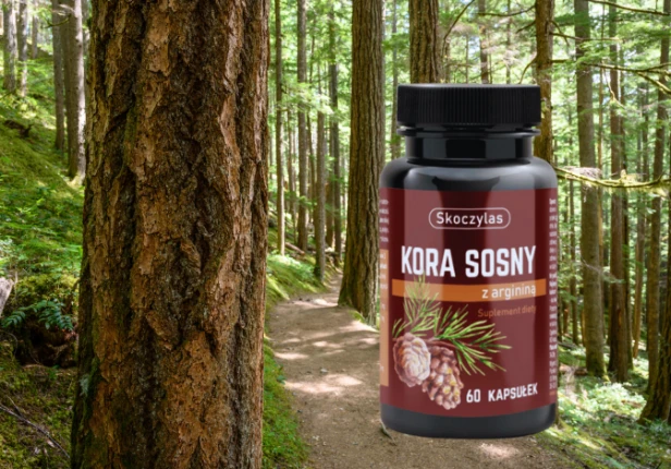 Kora sosny.png