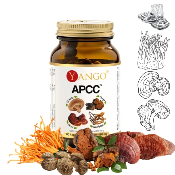 APCC Shitake-Chaga-Reishi-Cordyceps Yango