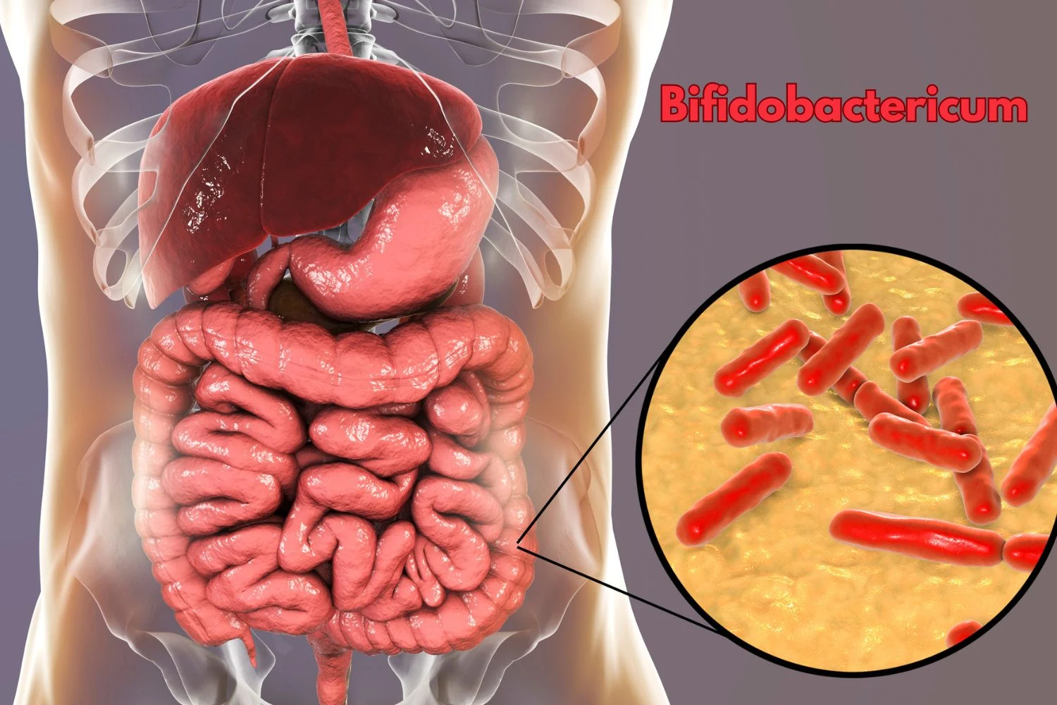 Dlaczego Bifidobacterium jest tak ważne dla jelit?