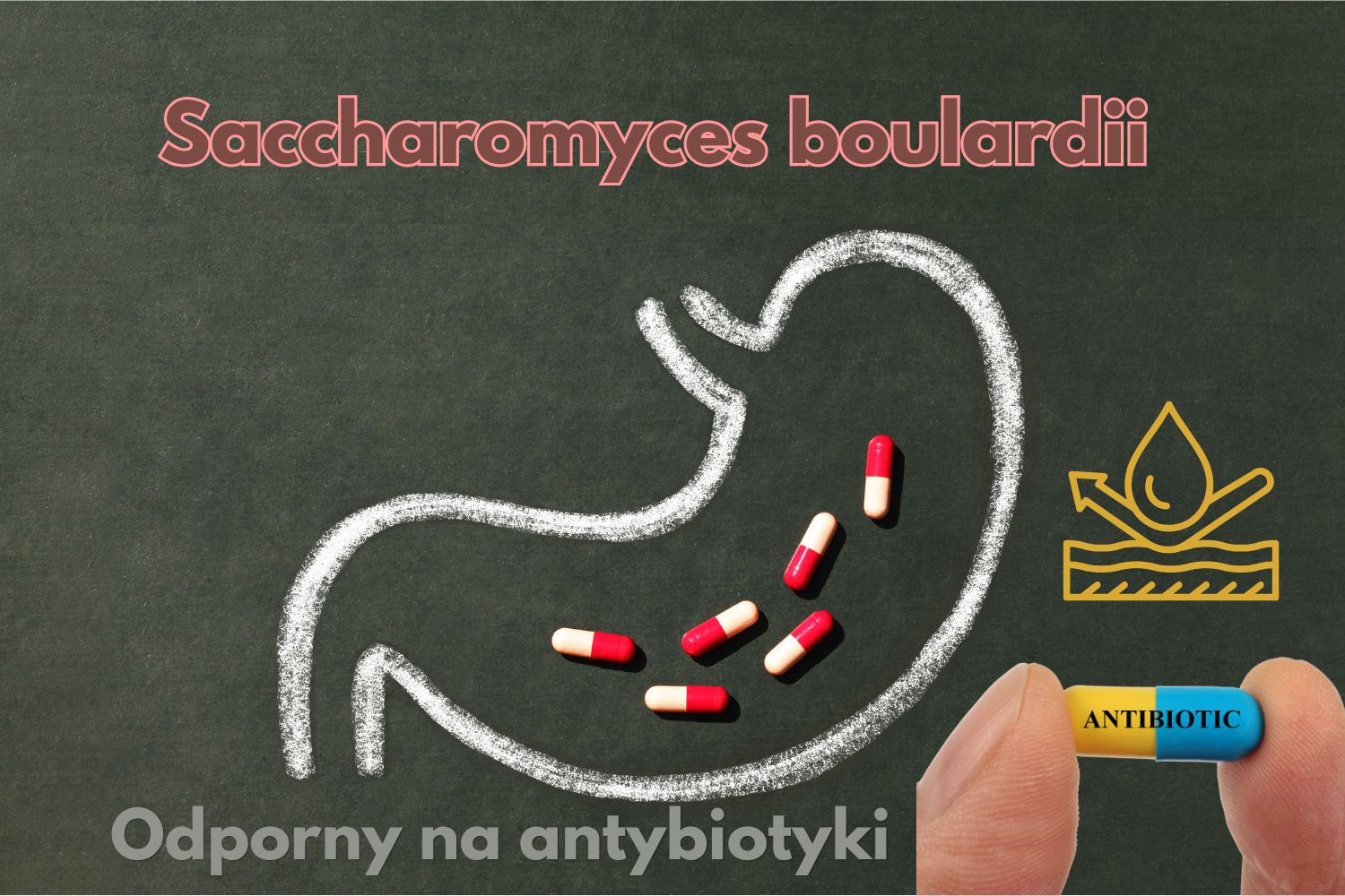 Saccharomyces boulardii