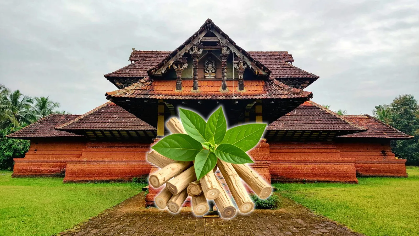 Ashwagandha – modny adaptogen czy realne wsparcie organizmu?