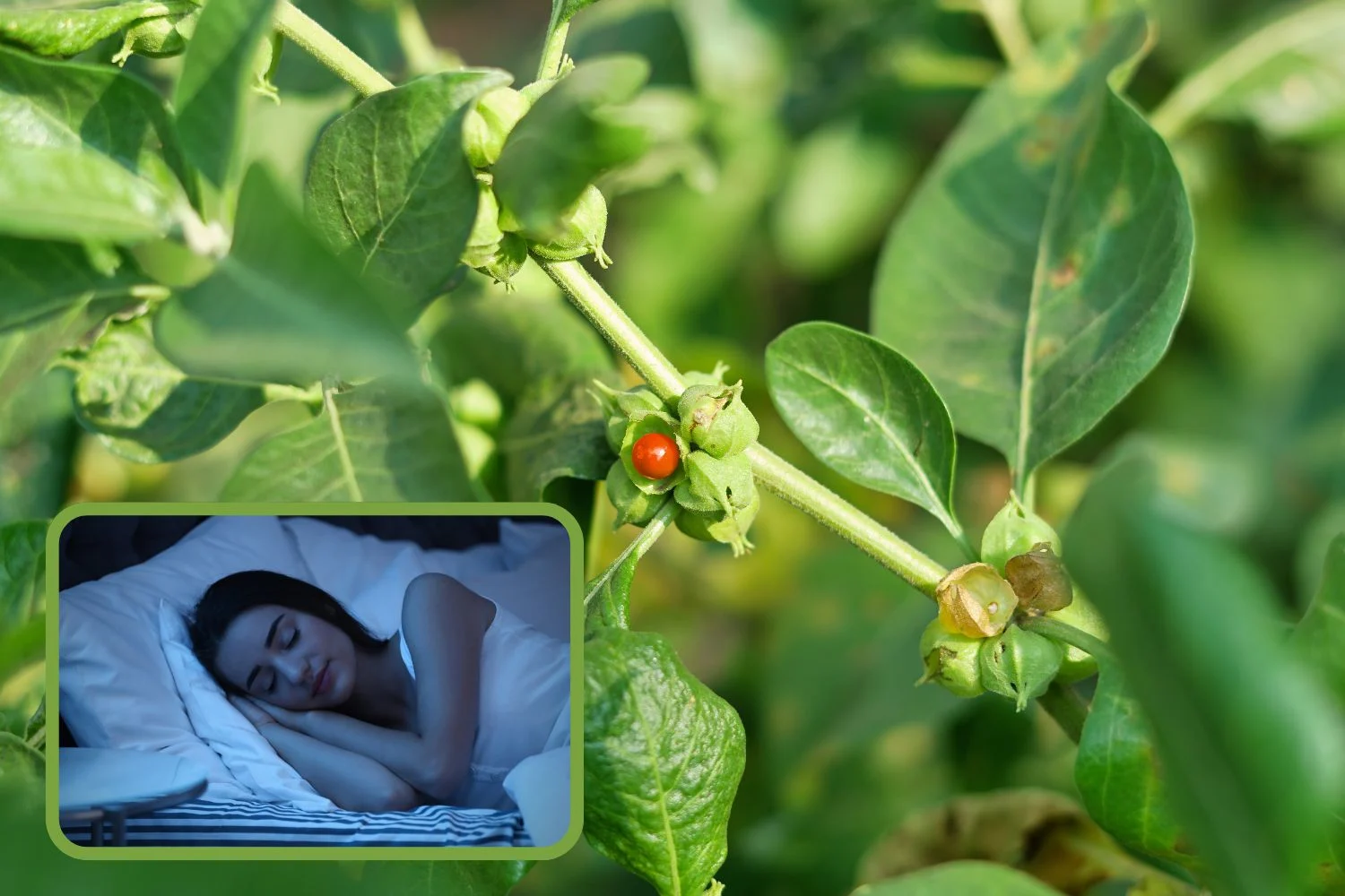 Ashwagandha a sen – kiedy brać ashwagandhę? Rano czy na noc?